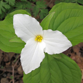Canadian Anemone, Anemone canadensis