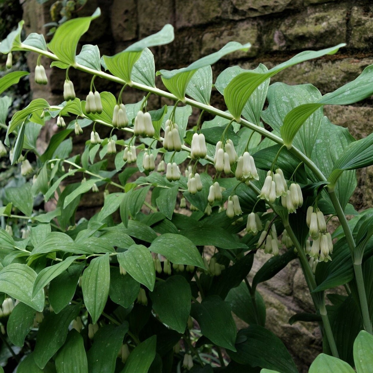 GREAT SOLOMON'S SEAL Polygonatum biflorum – Ferri Seeds