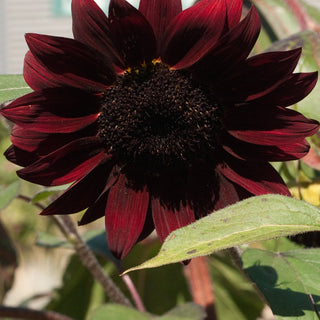 SUNFLOWER RUBY RED <br>Helianthus