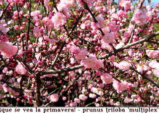 FLOWERING ALMOND <br>Prunus triloba