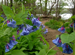 VIRGINIA WOODLAND BLUEBELLS <br>Mertensia virginica