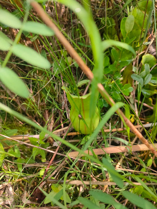 HARDY NORTHERN PURPLE PITCHER PLANT <br>Sarracenia purpurea