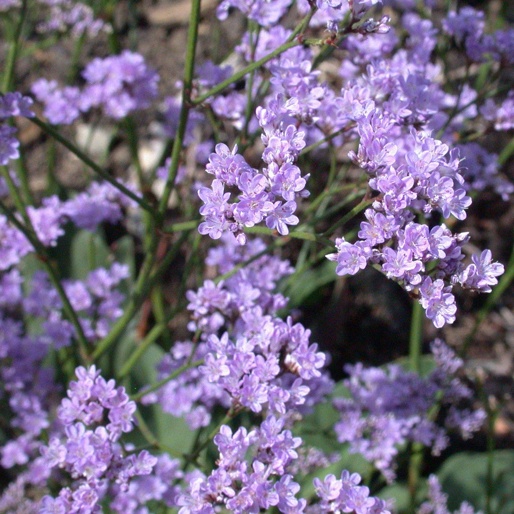 Limonium Gmelinii Ssp. Hungaricum SIBERIAN STATICE - Ferri Seeds