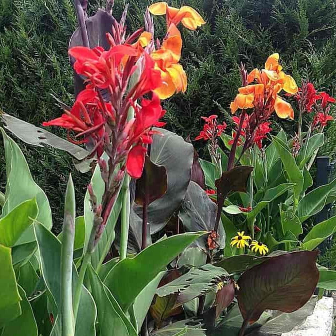 Canna indica CANNA LILY MIX Ferri Seeds