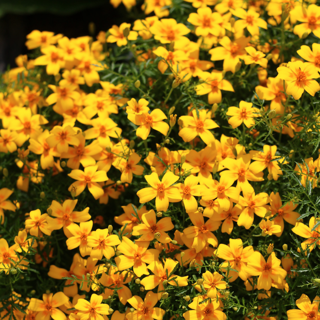 Signet marigold Lulu - lemon; golden marigold – Garden Seeds