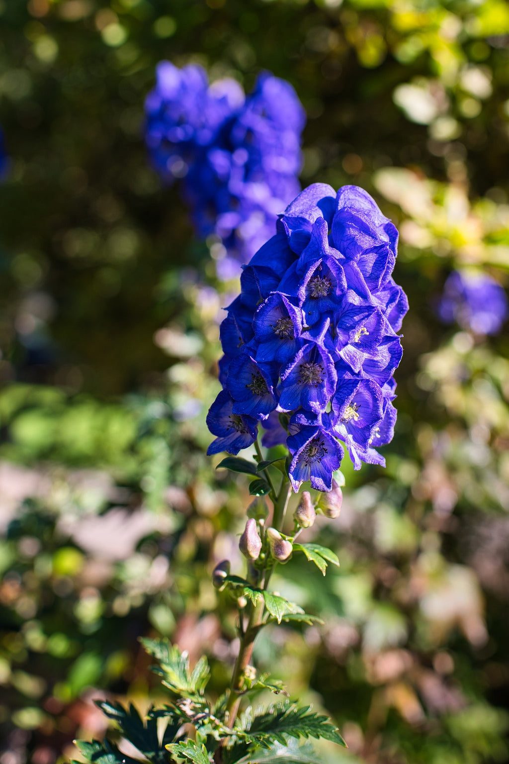 aconite plant seeds Aconitum carmichaelii MONK'S HOOD TALL BLUE ACONITE, WOLF'S BANE – Ferri Seeds