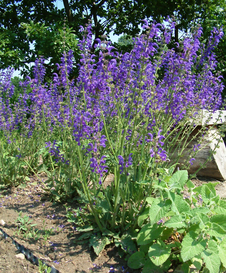 sage-meadow-meadow-clary-salvia-pratensis-ferri-seeds