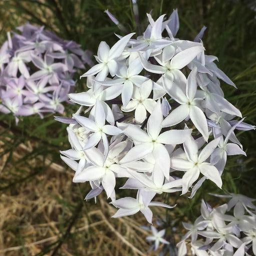 Amsonia Hubrichtii BLUESTAR Ferri Seeds amsonia-hubrichtii-bluestar-ferri-seeds