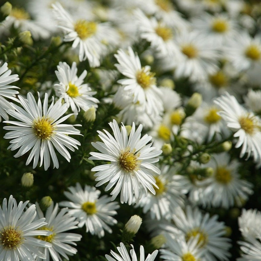 boltonia-asteroides-aster-false-ferri-seeds