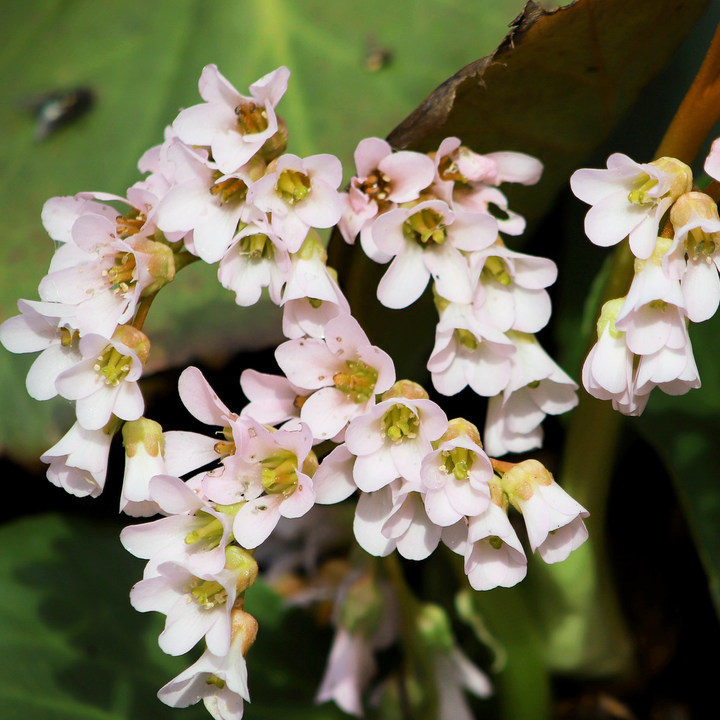 bergenia-emeiensis-elephants-ears-ferri-seeds