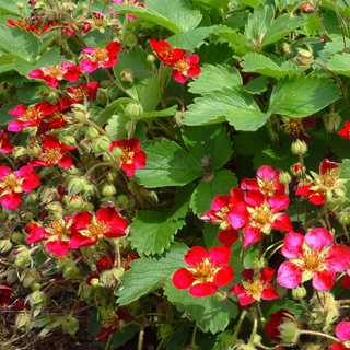 RED FLOWERED STRAWBERRY <br>Fragaria ananassa