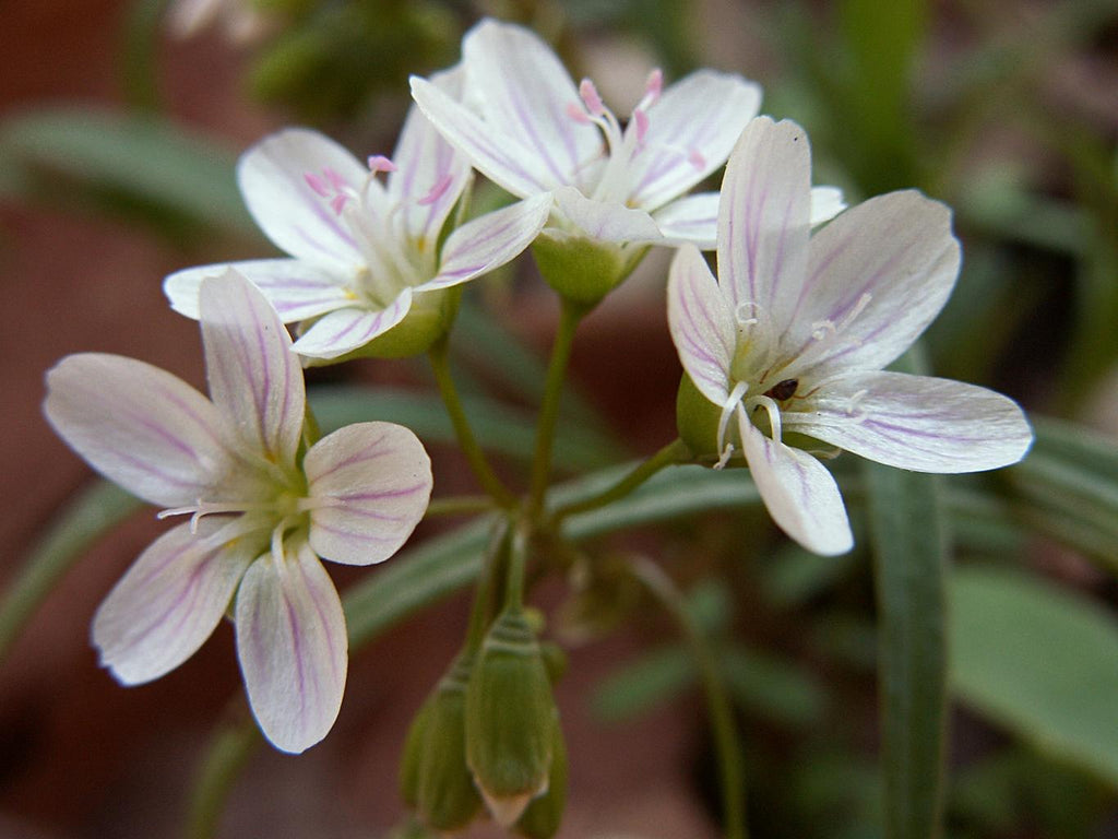 spring beauty flower seeds Claytonia virginica SPRING BEAUTY – Ferri Seeds