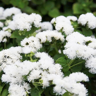 FLOSS FLOWER WHITE Ageratum mexicanum