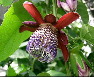 WINGED PASSION FLOWER VINE <br>Passiflora alata