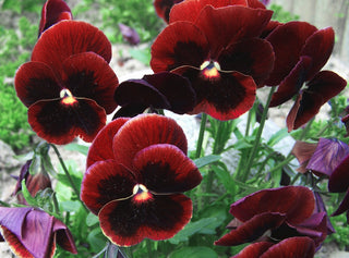 PANSY RED Viola Wittrockiana