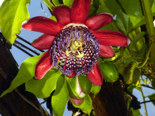 WINGED PASSION FLOWER VINE <br>Passiflora alata