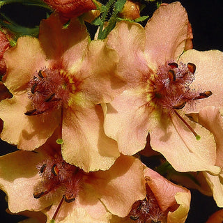 TEMPTRESS FLOWER 'SOUTHERN CHARM' PEACH MULLIEN <br>Verbascum hybridum