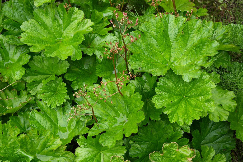 Peltiphyllum peltatum, Darmera peltata UMBRELLA PLANT, INDIAN RHUBARB –  Ferri Seeds