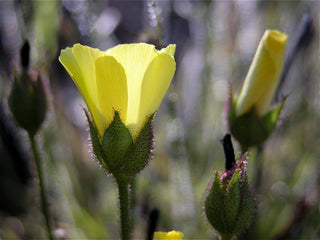 DEWY PINE <br>Drosophyllum lusitanicum