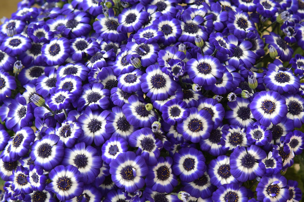 Pianta Vera Margherita Cineraria Blu – Senecione In Vaso Diametro 15 Cm, Con Omaggio A Sorpresa