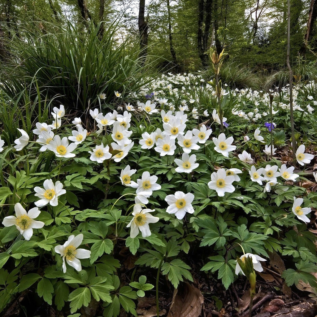 Anemone nemorosa EUROPEAN WOOD ANEMONE – Ferri Seeds