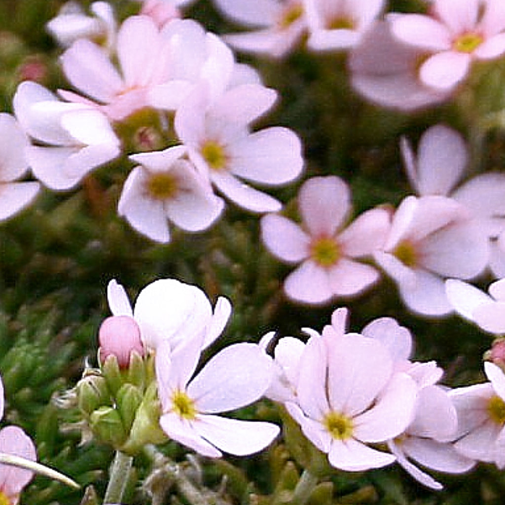 ROCK JASMINE Androsace Carnea Brigantiaca Ferri Seeds rock-jasmine-androsace-carnea-brigantiaca-ferri-seeds