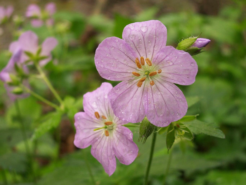 wild geranium seeds for sale Geranium maculatum GERANIUM WILD Perennial – Ferri Seeds