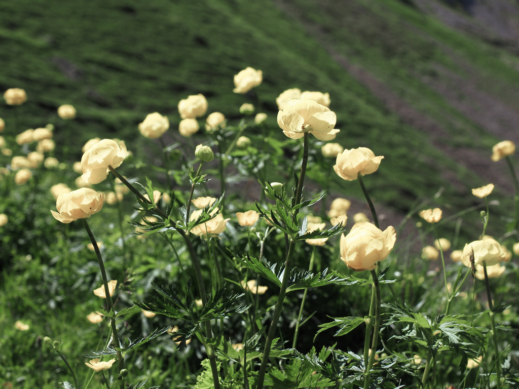 globe flower seeds Trollius cultorum GLOBE FLOWER 'NEW MOON' – Ferri Seeds