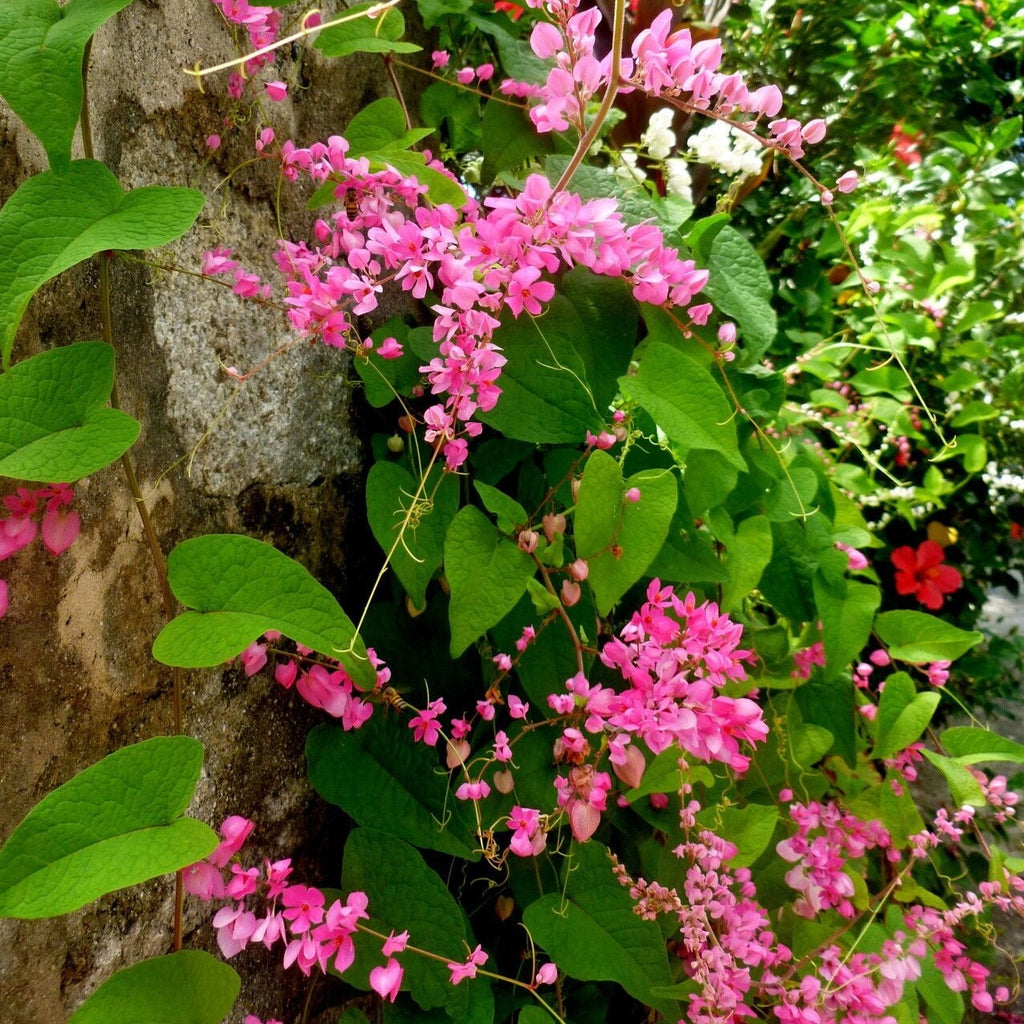 CORAL VINE TRAVELER - CORAL VINE main image 0