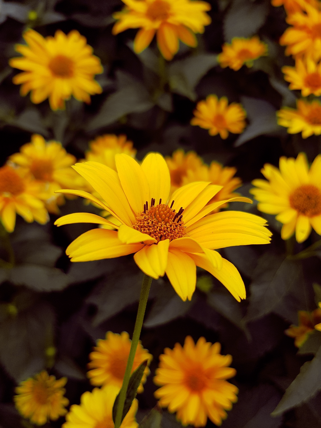 helianthoides-scabra-heliopsis-summer-nights-ferri-seeds