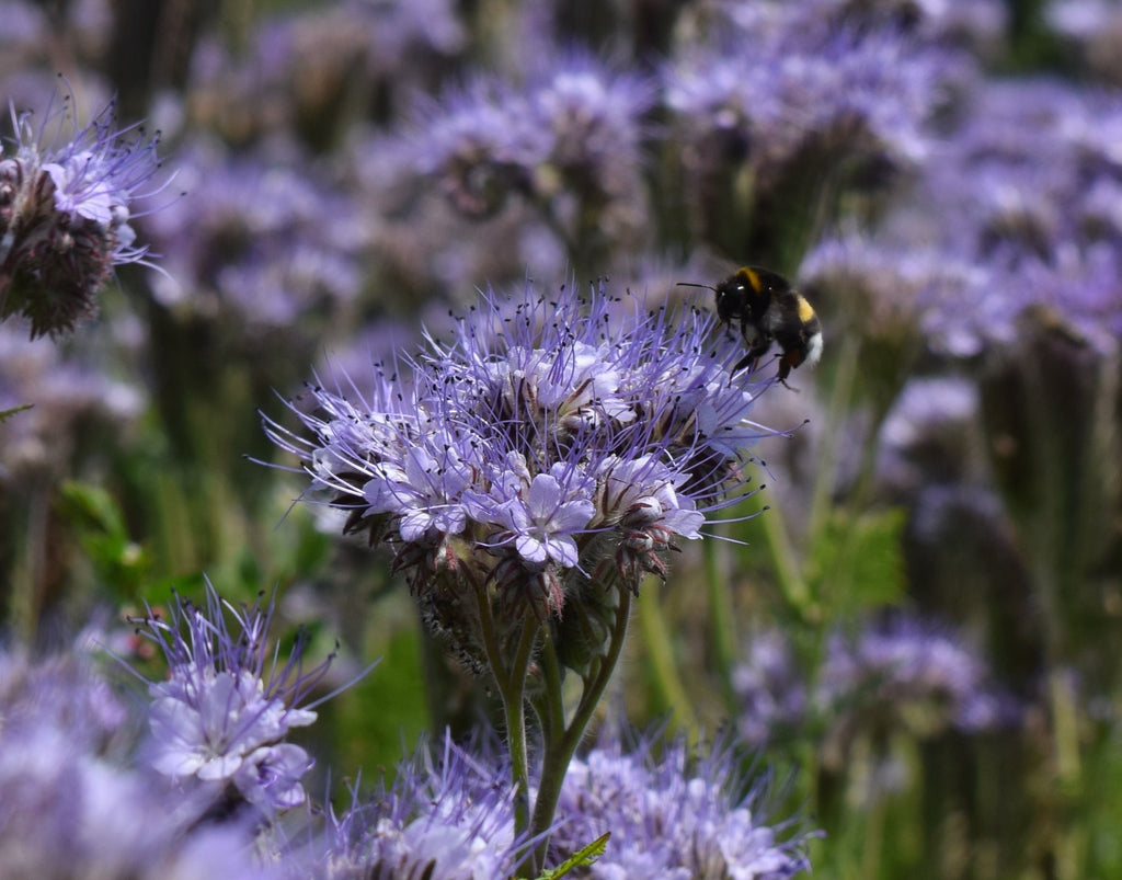 blue tansy flower seeds Phacelia tanacetifolia LACY PHACELIA, BLUE TANSY – Ferri Seeds