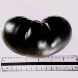BLACK BEAUTY TOMATO <br>Solanum lycopersicum