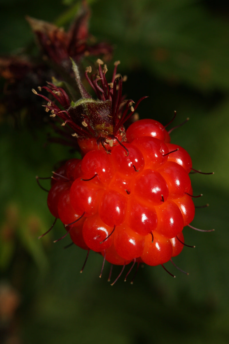 SALMONBERRY RUSSIAN RASPBERRY Rubus spectabilis Ferri Seeds