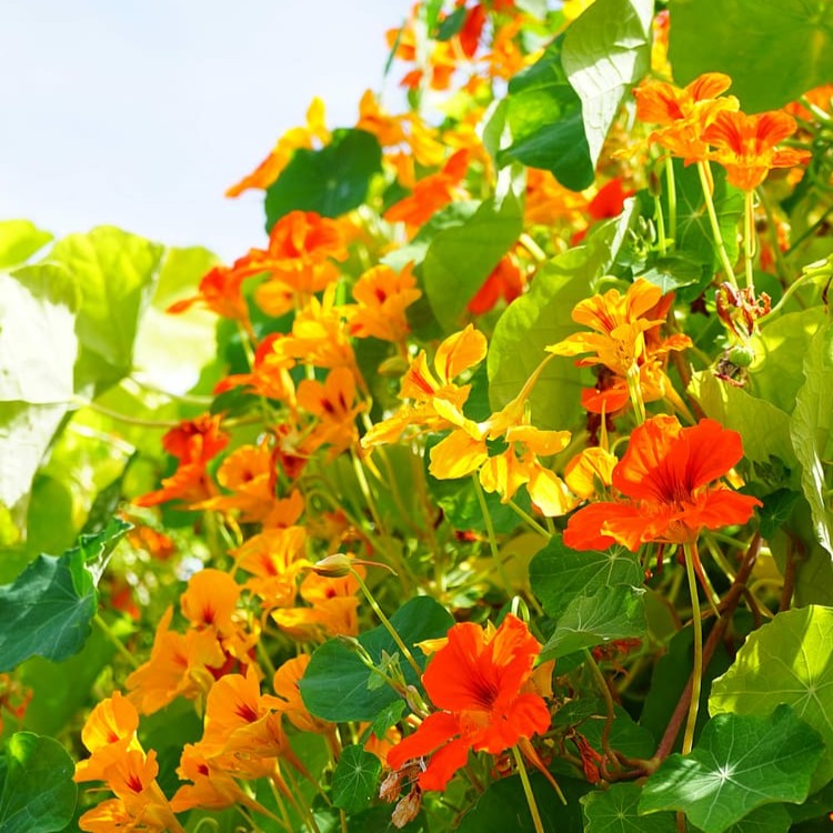 CLIMBING NASTURTIUM Tropaeolum majus Ferri Seeds