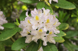 CAROLINA WHITE AZALEA, CAROLINA RHODODENDRON <br>Rhododendron carolinianum