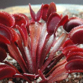 VENUS FLYTRAP 'CLAYTON'S VULCANIC RED' <br>Dionaea muscipula