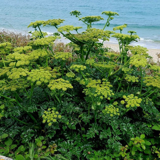 GLOSSY LEAVED ANGELICA <br>Angelica pachycarpa