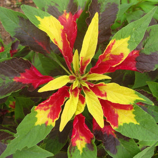AMARANTH 'PERFECTA' Amaranthus tricolor