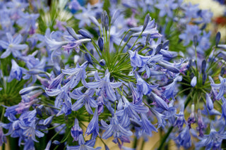 VARIEGATED LILY Of THE NILE <br>Agapanthus africanus