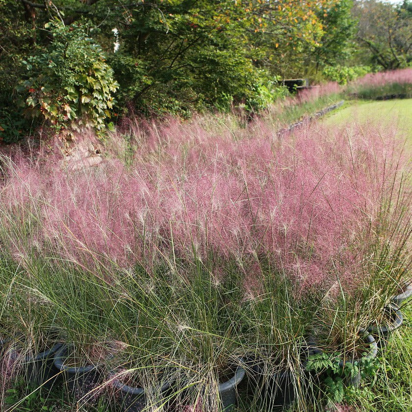 30 Pink Muhly Grass Seeds Perennial Muhlenbergia Capillaris -  Portugal