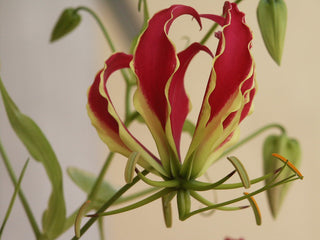 RED GLORY LILY <br>Gloriosa rothschildiana