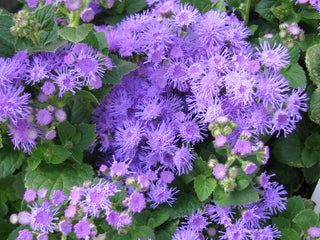 FLOSS FLOWER BLUE Ageratum mexicanum
