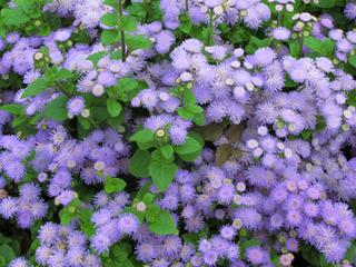 FLOSS FLOWER BLUE Ageratum mexicanum