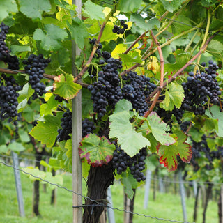 WINE GRAPE <br>Vitis vinifera