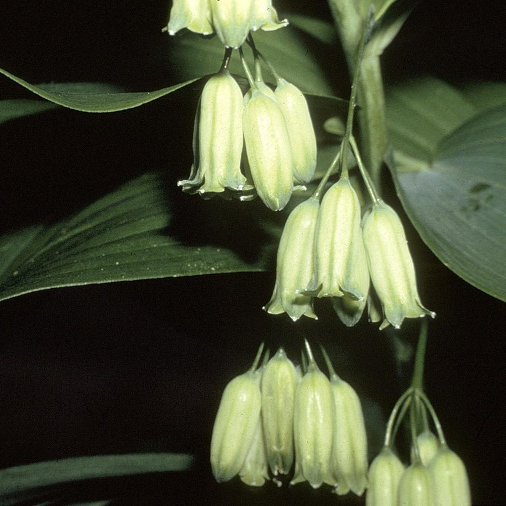 Polygonatum biflorum GREAT SOLOMON'S SEAL – Ferri Seeds