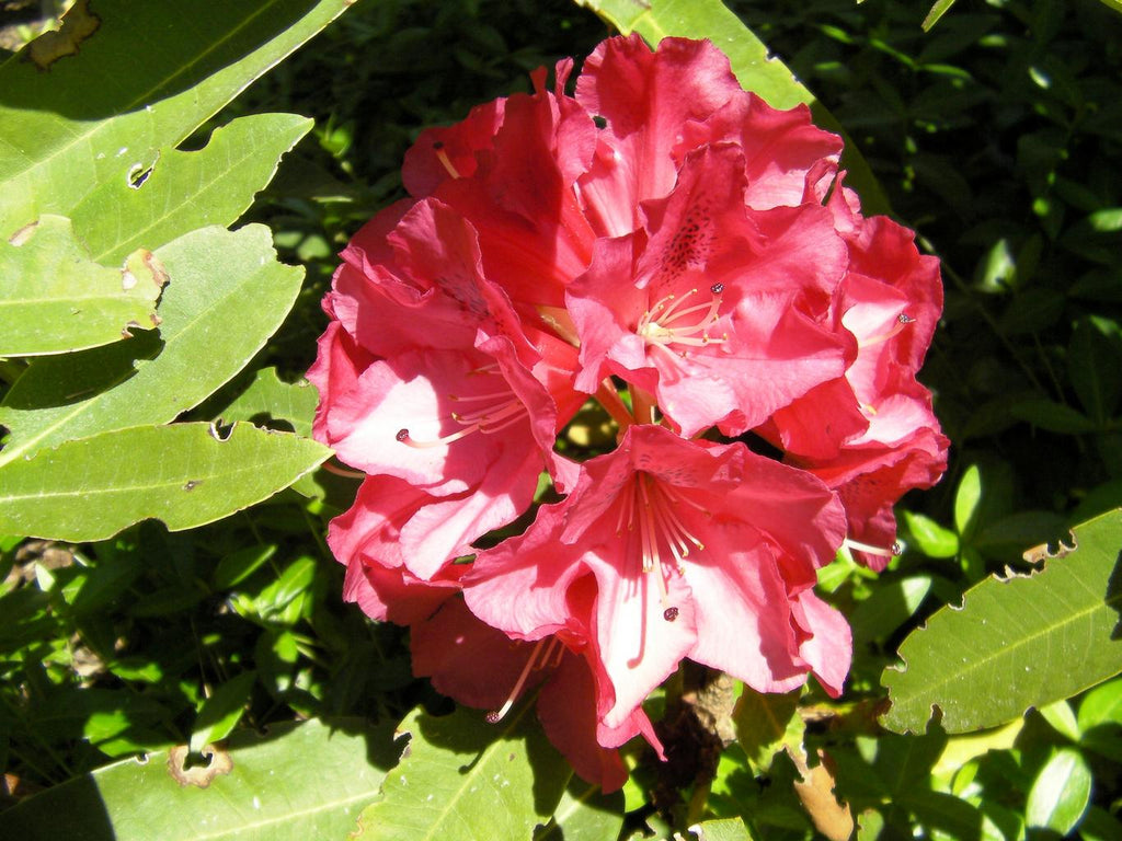 Rhododendron ferrugineum ALPEN ROSE RHODODENDRON – Ferri Seeds