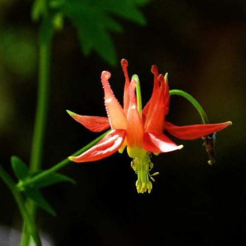 Aquilegia Formosa WESTERN CRIMSON RED COLUMBINE Ferri Seeds aquilegia-formosa-western-crimson-red-columbine-ferri-seeds