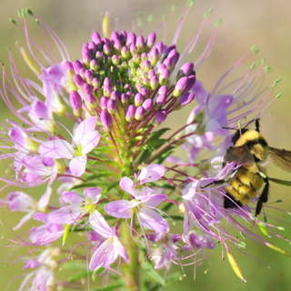 ROCKY MOUNTAIN BEE PLANT, SPIDER FLOWER <br>Cleome serrulata