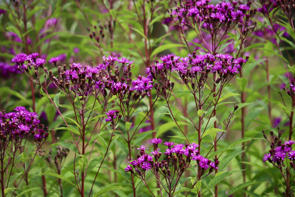 vernonia altissima Vernonia gigantea TALL IRONWEED – Ferri Seeds