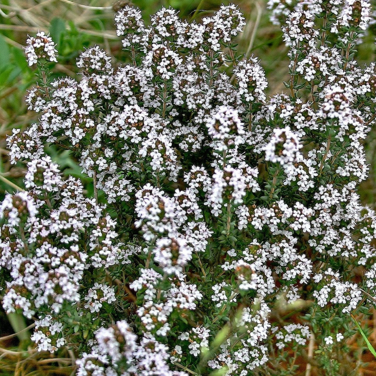 SUMMER THYME FRENCH THYME Thymus Vulgaris Ferri Seeds summer-thyme-french-thyme-thymus-vulgaris-ferri-seeds